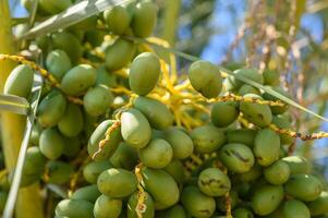 Green unripe dates fruit clusters on date palm close up. photo