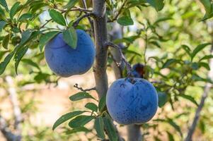 branch with plums.Ripe plums on a tree branch in the orchard.Plums growing on the tree. High quality photo