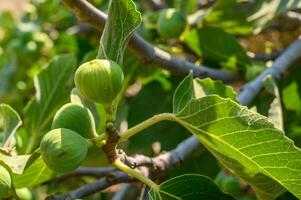 Branch of a fig tree Ficus carica with leaves and fruits in various stages of ripening photo