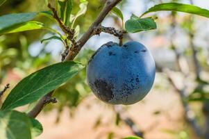 Branch of a plum tree, fruits detail photo