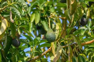 avocado on tree branches in Cyprus 4 photo
