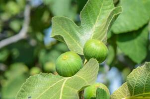 Figs on the fig tree branches in a beautiful sunny day photo