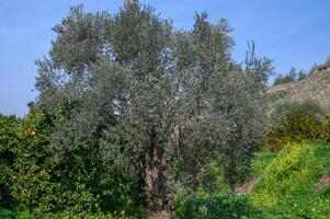 olive tree in cyprus in winter 1 photo