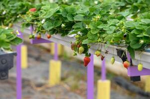 hanging beds with strawberries in a greenhouse 5 photo