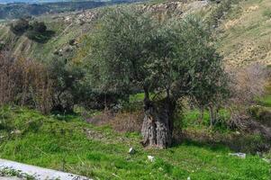 old olive tree in the mountains of Northern Cyprus in winter 1 photo