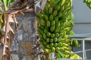 green bananas on a tree in Northern Cyprus in winter 3 photo