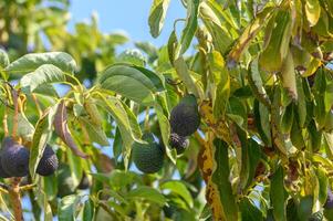 avocado on tree branches in Cyprus 13 photo