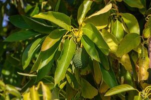 avocado on tree branches in Cyprus 8 photo