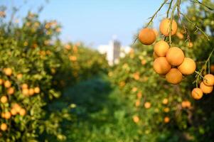 beautiful oranges in the garden in winter in Cyprus 1 photo