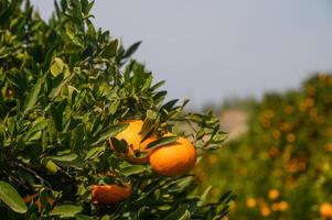 juicy tangerines on tree branches in Cyprus 7 photo