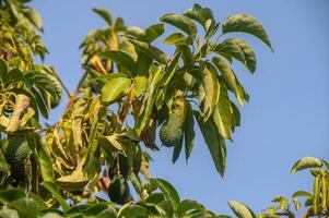 avocado on tree branches in Cyprus 5 photo