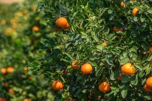 juicy oranges on tree branches in Cyprus 2 photo