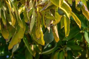 avocado on tree branches in Cyprus 11 photo