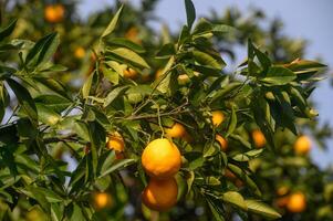 juicy oranges on tree branches in Cyprus 12 photo