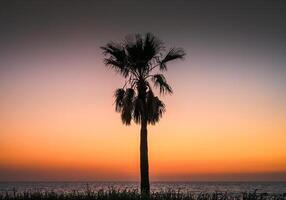 A beautiful shot of a palm tree against a colorful sky during the sunset photo