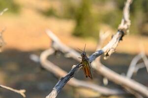 grasshopper is dried on a tree thorn by a bird of prey in the mountains of Cyprus photo