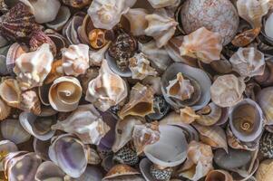 Seashell background. Texture of the shells. 1 photo