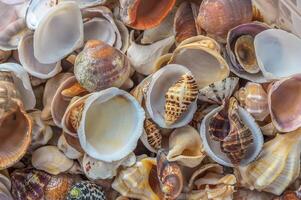 Abstract background and texture of shell pieces. photo