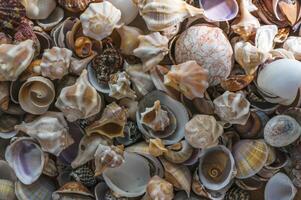 Mollusk shells. Seashell background. Ocean shells 1 photo