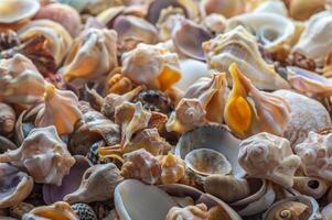 finely pierced shells creating a beach shoreline photo