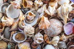 Seashells background. Texture of the sea shells photo
