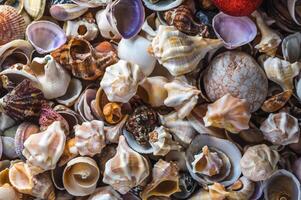 Sea shells pattern. Seashell background.1 photo