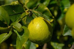 lemons ripen on branches in a garden in Cyprus in winter 3 photo