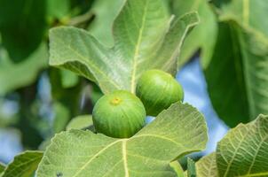 A green fig tree branch with lush leaves and a single fig fruit photo