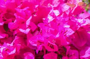A cluster of red bougainvillea flowers in full bloom photo