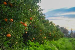 delicious juicy tangerines on a tree in the garden in winter on the Mediterranean 2 photo