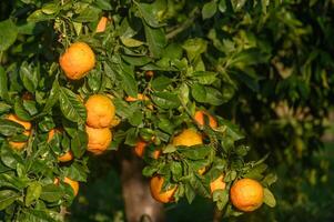 oranges on branches in a garden in Cyprus in winter 6 photo