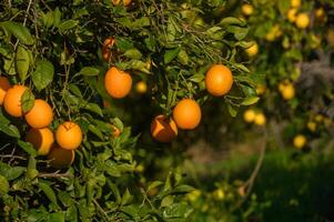 oranges on branches in a garden in Cyprus in winter 2 photo
