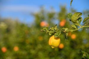 lemons on branches in a garden in Cyprus in winter 9 photo