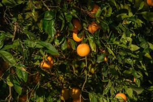 juicy oranges on branches in a garden in Cyprus in winter7 photo