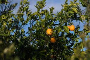 juicy oranges on branches in a garden in Cyprus in winter 5 photo
