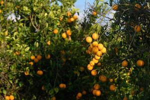 juicy oranges on branches in a garden in Cyprus in winter 2 photo