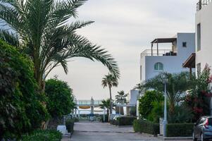 palm leaves against a background of blue sky in the evening in autumn on the island of Cyprus 11 photo