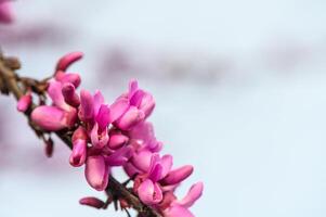 Blooming Judas tree Bagryannik or Cercis canadian in early spring 2 photo
