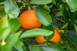 Citrus orchard with fruits growing on trees and lying on the ground, with copy space2 photo