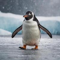Cute Arctic Polar Penguin in Alaska photo