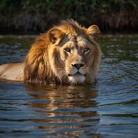Majestic Lion Big cat Powerful Feline in water photo