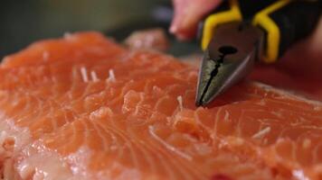 Cutting fish. Removing bones from red salmon fish with pliers preparing lightly salted trout at home video