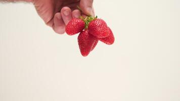 Hold strawberries by tails in hands Midsection closeup of unrecognizable woman showing fresh organic strawberries held in fistful to camera. Ripe strawberry fruits grown in greenhouse in womans hands video