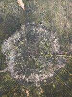 Abstract background from a tree intersection. with lots of moss. photo