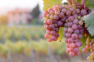 Fresh Grapes Hanging on Vine at Sunrise in a Vineyard photo