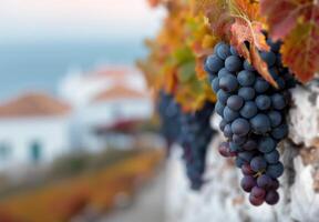 Blue Grapes Hanging From a Vine Against a Coastal Background in Autumn photo