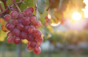 Fresh Grapes Hanging on Vine at Sunrise in a Vineyard photo