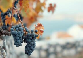 Blue Grapes Hanging From a Vine Against a Coastal Background in Autumn photo