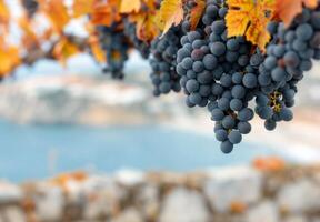 Blue Grapes Hanging From a Vine Against a Coastal Background in Autumn photo