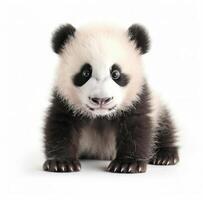 Adorable Panda Cub Sitting on White Background photo